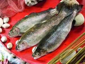 Alabalık kampanyasına yoğun ilgi