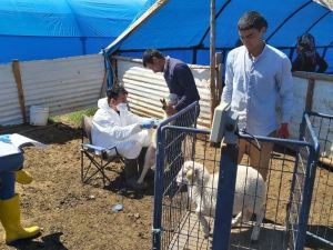 Müdür Özçalık: "Halk elinde küçükbaş hayvan ıslahı ülkesel projesi meyvelerini veriyor"