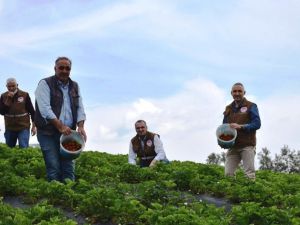 Köprübaşı’nda çilek hasadı başladı