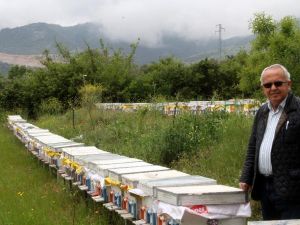 TAB Başkanı Şahin: "Çam balı gıda kodeksine girdi"