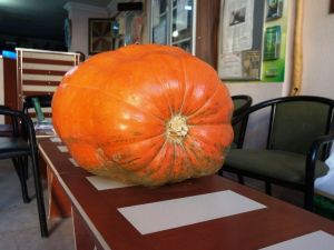 Kaliforniya’nın devasa bal kabakları Sarıgöl’de de yetiştiriliyor