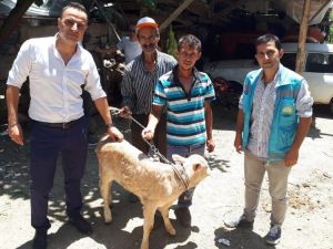 Simav’da 2 bin 610 çiftçiye hayvan desteklemesi