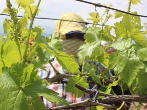 Yaprak üzümüne rakip oldu