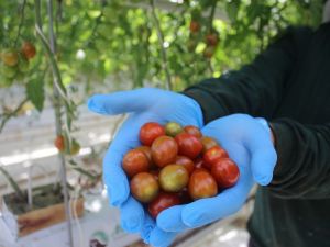 Topraksız tarım ile yılda 3 bin 500 ton domates üretiliyor