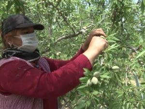 Denizli’de çağla sezonunun ilk hasadı sona erdi