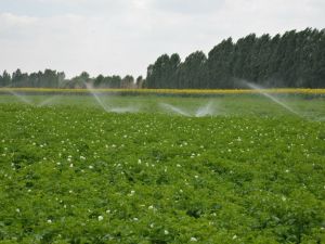 Denizli’de sulu tarımla bu yıl 1.5 milyar TL’lik artı gelir bekleniyor