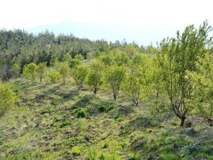 Badem ağaçlandırması bölge ekonomisi için umut veriyor