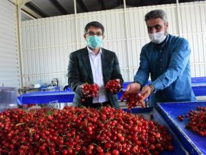 Manisa’dan dünyanın dört bir yanına kiraz