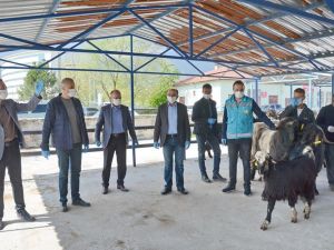 Simavlı 22 çiftçiye Honamlı tekesi desteği