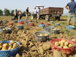 İzmir’de erkenci patateslerin hasadı başladı