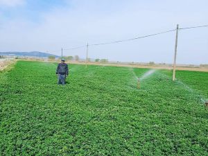 Başkan Hikmet Koyak: "Yonca üretiminde yüksek rekolte bekliyoruz"