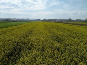 Kanola tarlalarında ekim yüzde 50 azaldı