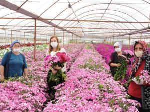 Hem anneler sevinecek hem de çiçek üreticileri