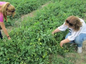 Domateste “Kara Şimşek” hastalığına dikkat