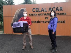 Vervet maymunları rehabilitasyon merkezine teslim edildi