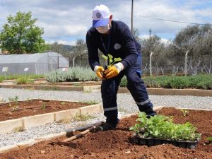 Yerel tohumlar toprakla buluşuyor