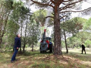 Çam fıstığında verim düşüklüğünü gidermek üzere uygulamalı çalışma