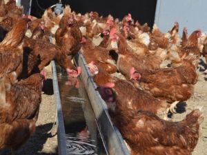 En fazla kümes hayvanı Manisa’da