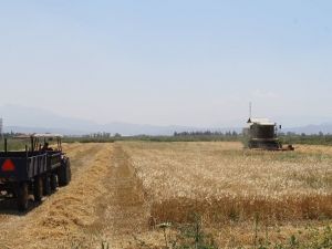 Söke Ovası’nda biçme ve çapalama ücretleri belli oldu