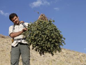“Bitkisel yöntemler koronavirüse karşı umut oldu”
