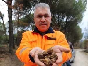 Kozak Yaylası’nda trüf keşfi
