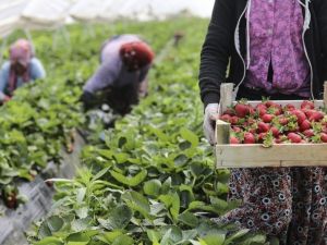 Üreticinin elinde kalan çilekler ihtiyaç sahiplerine dağıtıldı