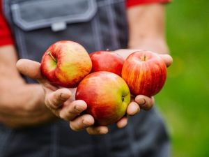Türk kirazından sonra Türk elmasına Uzak Doğu vizesi