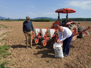 Ata tohumları toprakla buluşuyor