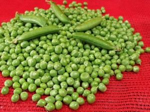 Bezelye üreticisi bu yıl korona virüsünden dolayı umduğunu bulamadı