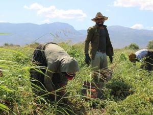 Manisa en fazla tarım alanına sahip 10. il