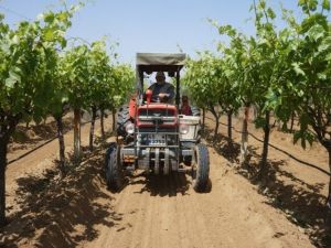 Sarıgöl bağlarında hummalı çalışma