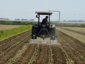 Pamuk üreticileri çifte bayram yapmak istiyor