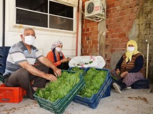 Asma yapraklarıyla aile ekonomilerine katkı sağlıyorlar