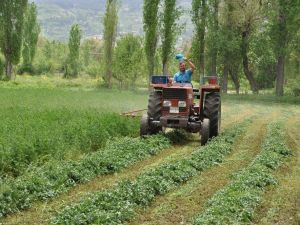 Yonca üreticileri hasattan umutlu