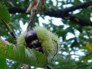 Simav kestanesi için ’Coğrafi İşaret’ başvurusu yapıldı