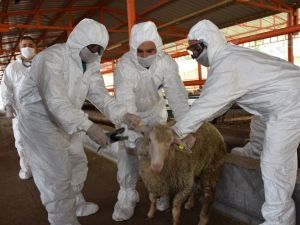 Manisa’da hayvan sağlığı ekibi iş başında