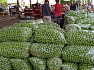 Erikte rekolte düşüklüğü