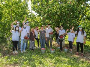 Kemalpaşa’da kiraz hasadı devam ediyor
