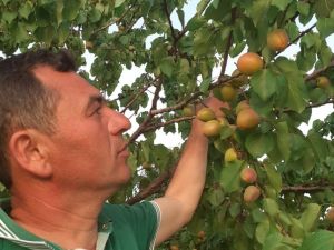 Aşırı sıcaklar kayısıları 10 gün önce olgunlaştırdı