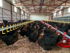 Korona virüs kanatlı sektörünü uçurdu