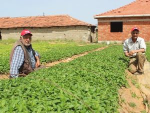 Manisa çiftçisi kapya biberine yöneldi