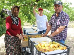 Manisa’da sofralık kayısıda ilk hasat