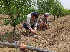Ödemişli çiftçi damlama sulamaya yöneliyor
