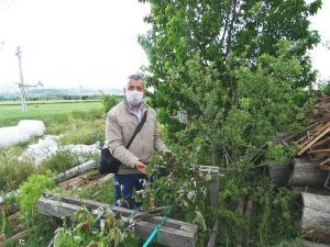 Hisarcık’ta don ürünlere zarar verdi