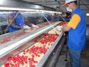 Alaşehir’de kiraz ihracatı başladı