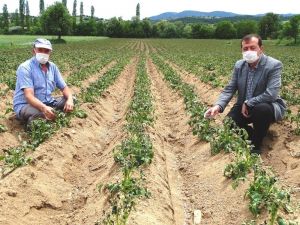 Başkan Yusuf Çalışkan: “Çiftçilere Don Zararı Desteği ödemesi yapılsın”