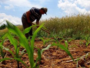 Çiftçilerden koronaya inat üretim