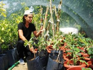 Genç ziraat teknikerinden Sarıgöl’e tropikal meyve fidanı