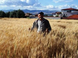 Yağışlar hububat ürünlerine bereket getirdi