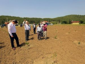 Üzüm bağları yeniden canlanıyor